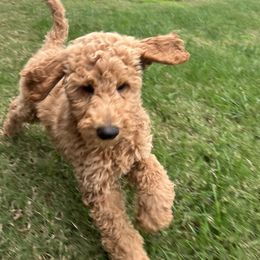 Poodle Puppies from FurEver Poodles
