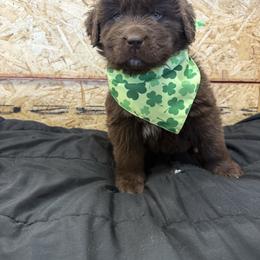 Cloe - Brown female Newfoundland puppy in Goodhue, Minnesota from Claypits Newfoundlands
