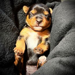 Girl 2 - Black and tan female Yorkshire Terrier puppy in Summit, South Carolina from Southern Pine Labradors