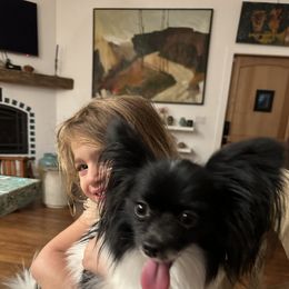 Papillon All Grown Up from DogBond Papillons