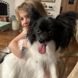Papillon All Grown Up from DogBond Papillons