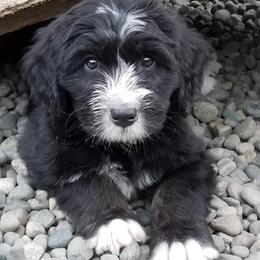 Bernedoodle and Double Doodle Puppies from Cloud Nine Doodles