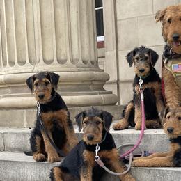 Airedale Terriers from Airedales of Myriad Ranch