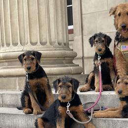 Airedale Terriers from Airedales of Myriad Ranch