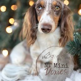 Cash - Dachshund