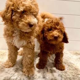 Black Collar - Red  male Goldendoodle puppy in San Augustine, Texas from Vintage Doodles