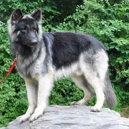 Berger Blanc Suisse and Shiloh Shepherd All Grown Up from MountainTop Shepherds