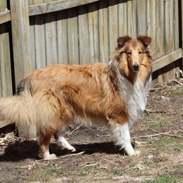 Collie All Grown Up from Garlind Ridge Collies