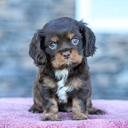 Sherwin - Chocolate male Cavalier King Charles Spaniel puppy in Sugarcreek, Ohio from Chocolate Cavalier