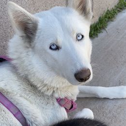 Aspen - Siberian Husky