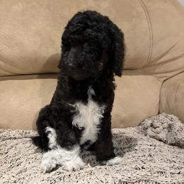 Beta - Parti female Poodle puppy in Troy, New Hampshire from SP Standard Poodles
