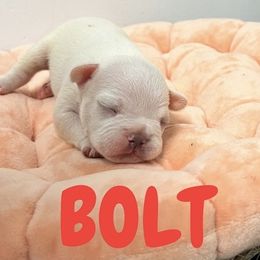 French Bulldog Puppies from Frenchie Select