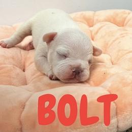 French Bulldog Puppies from Frenchie Select