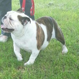 Bulldogs from Scott's Bulldogs