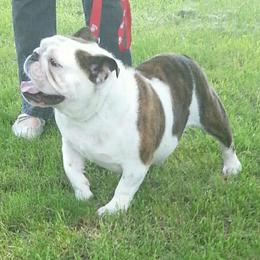 Bulldogs from Scott's Bulldogs