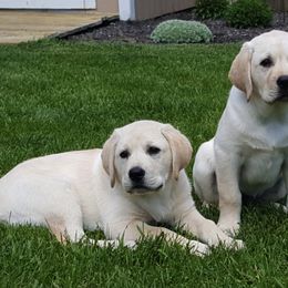 Labrador Retriever Puppies from Turtle Creek Labradors