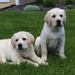 Labrador Retriever Puppies from Turtle Creek Labradors