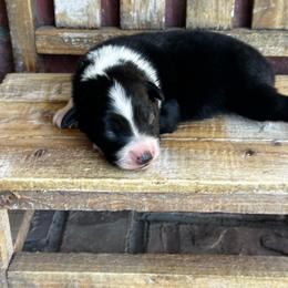 BTM - Black tri male Miniature Australian Shepherd puppy in Lexington, Nebraska from Osborne's Aussies