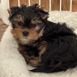 Leo - Blue and gold male Yorkshire Terrier puppy in Portland, Oregon from Bohemian Beauty Yorkshire Terrier