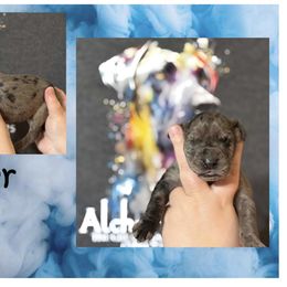 Great Dane Puppies from Alchemy Danes