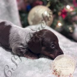 Callie - Piebald female Dachshund puppy in Lufkin, Texas from CSW Dachshunds