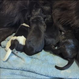 Male 3 - Black male Newfoundland puppy in Burfordville, Missouri from Umfleet Farms