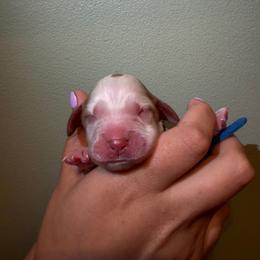 Patriot - Lemon and white male English Springer Spaniel puppy in Williston, Florida from Parks Paradise Springers