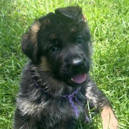 Celeste - Black and red female German Shepherd puppy in Canton, Texas from WILDWOOD GERMAN SHEPHERDS