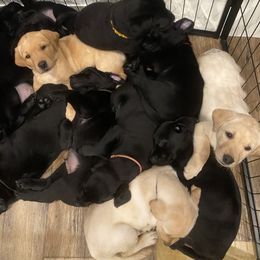 Labrador Retriever Puppies from CapeWest R&T