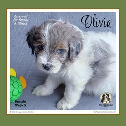 Olivia - Blue merle female Bernedoodle puppy in Branchland, West Virginia from Our Appalachian Doodles