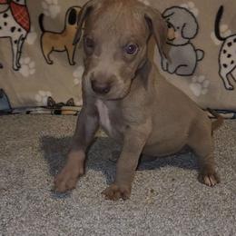 Aria - Chocolate female Great Dane puppy in Walker, Louisiana from La Rebel Danes