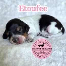 ETOUFEE - Piebald female Dachshund puppy in Columbia, Louisiana from Diamond 5R Ranch AKC & CKC Miniature Dachshunds