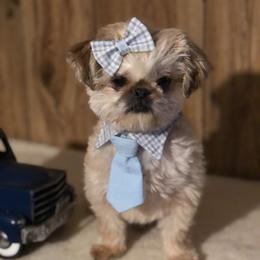 Spanky - Shih Tzu