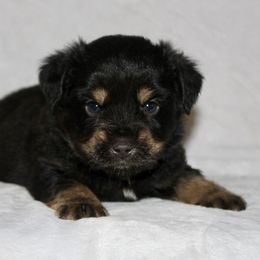 Kane - Black tri male Miniature Australian Shepherd puppy in Paris, Texas from Kuttin’ Up Mini Aussies