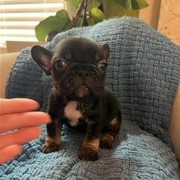 Edward scissorhands - Tricolors male French Bulldog puppy in New Waverly, Texas from C.P. Puppy Buddies
