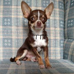 Happy - Chihuahua