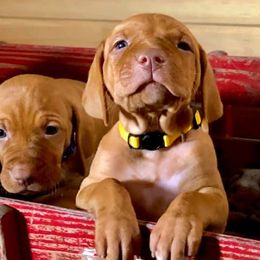 Vizslas from Lone Pine Vizslas