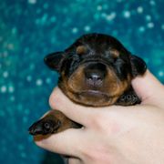 No Collar Girl - Black female German Pinscher puppy in Topeka, Kansas from Rhapsody German Pinschers
