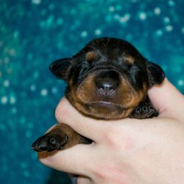 No Collar Girl - Black female German Pinscher puppy in Topeka, Kansas from Rhapsody German Pinschers