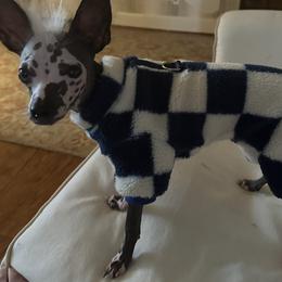 Chihuahua and Chinese Crested Puppies from Western Kentucky Chihuahua’s and Chinese Crested’s