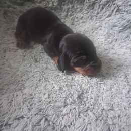 Dachshund Puppies from The Mini Farmhouse