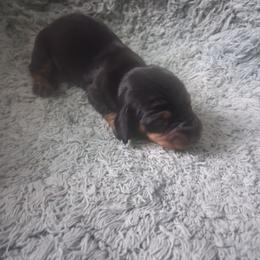 Dachshund Puppies from The Mini Farmhouse