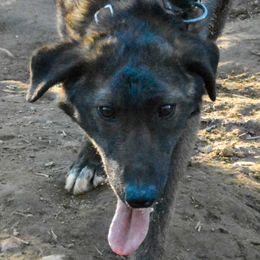 Prince - Alaskan Husky