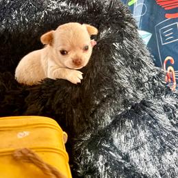 JJ - Cream male Chihuahua puppy in Gloucester, Virginia from Charlotte's Web of Chihuahuas