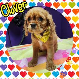 Clover - Ruby - Ruby Cavalier King Charles Spaniel puppy in Culpeper, Virginia from Heritage Hill Cavaliers