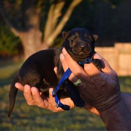 Blue - Black male German Shepherd puppy in Cherryville, North Carolina from Masky Kennel