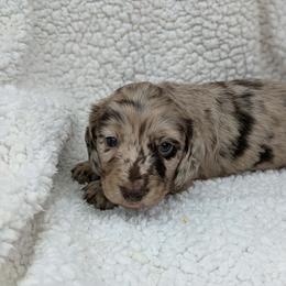 Otis - 3425 - Dapple male Dachshund puppy in Sonora, Kentucky from Maple Hill Miniature Dachshunds