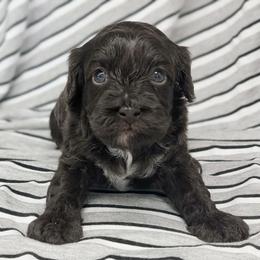Aphrodite - Chocolate female Cavapoo puppy in Salem, New Jersey from Dreamy Night Doodles