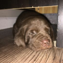 Labrador Retriever Puppies from Post Family Retrievers