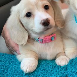 Dachshund Puppies from Dirt Road Doxies